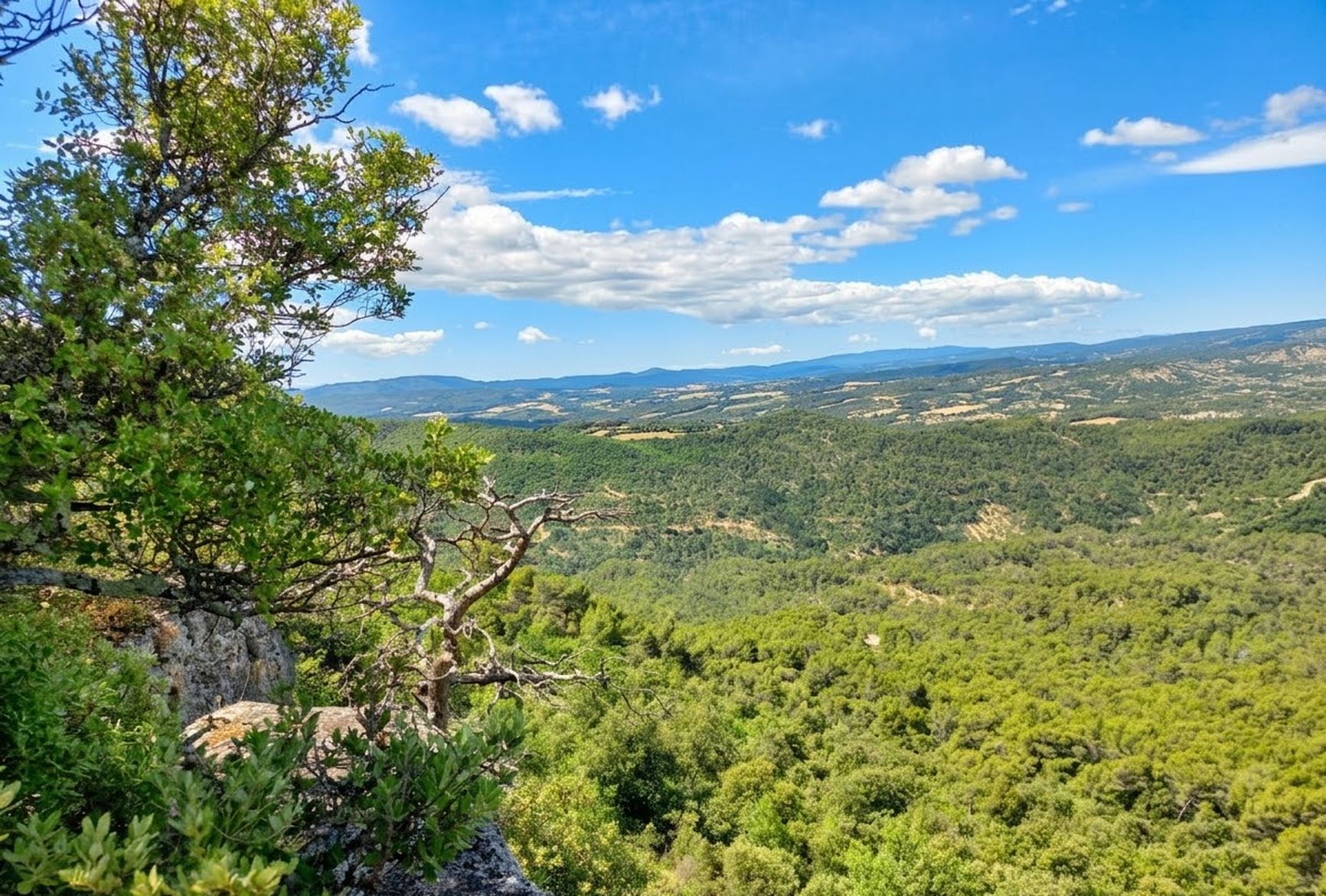 Forêt du Prieuré - DB CD Alpes de Haute-Provence