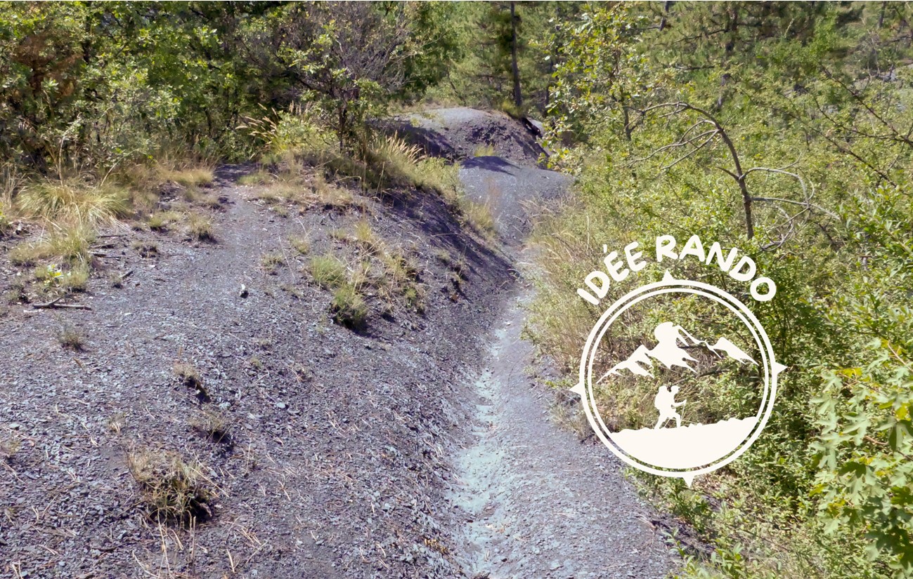 Parcours forestier